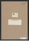 Cladogramma cebuense Grun. (de-Toni-Nr.: Genus 242, Species 5728) Zeichnungen Sammlung Grunow Nr. 9724 (NHMW-BOT-W0379671)